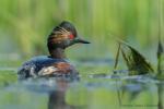 Perkoz zausznik - Podiceps nigricollis - 검은목논병아리 - Fotografia nr 20170513_3207