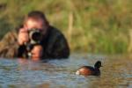 Perkoz zausznik - Podiceps nigricollis - 검은목논병아리 - Fotografia nr 20170513_9999